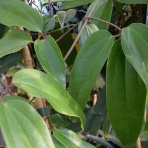 Clematis armandii 175-200 cm